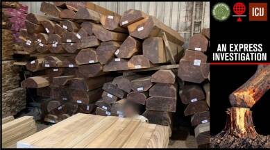 Teak wood of Myanmar going this way in the market of US and EU, how India became a 'leakage country' after China